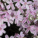 Phlox subulata Candy Stripes