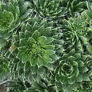 Draba korabensis