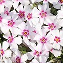 Phlox subulata Coral Eye