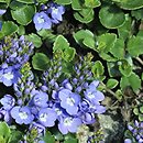 Veronica liwanensis (przetacznik turecki)