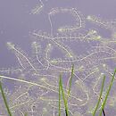 Spirodelo-Aldrovandetum vesiculosae - zespół aldrowandy pęcherzykowatej