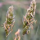 Anthoxanthum odoratum s.l. (tomka wonna s.l.)