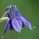 Aquilegia (orlik)