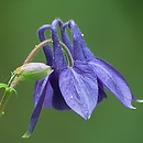 Aquilegia vulgaris (orlik pospolity)