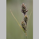 Carex buxbaumii s.str. (turzyca Buxbauma)