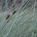 Carex lasiocarpa (turzyca nitkowata)