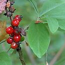 Daphne mezereum (wawrzynek wilczełyko)