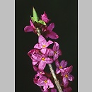 Thymelaeaceae (wawrzynkowate)