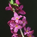 Daphne mezereum (wawrzynek wilczełyko)