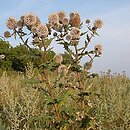 Echinops sphaerocephalus (przegorzan kulisty)