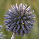 Echinops (przegorzan)
