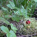 Fragaria vesca (poziomka pospolita)