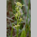 Liparis loeselii (lipiennik Loesela)