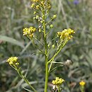 Neslia paniculata (ożędka groniasta)
