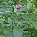 Prunella vulgaris (głowienka pospolita)