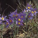 Pulsatilla patens (sasanka otwarta)