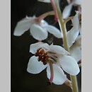 Pyrola rotundifolia (gruszyczka okrągłolistna)