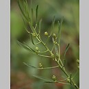 Thesium ebracteatum (leniec bezpodkwiatkowy)