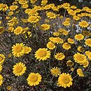 Anthemis tinctoria (rumian żółty)