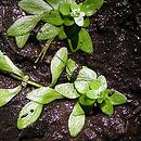 Callitriche palustris s.l. (rzęśl wiosenna s.l.)