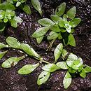 Callitriche verna (rzęśl wiosenna)
