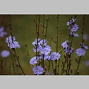 Cichorium (cykoria)