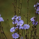 Cichorium intybus (cykoria podróżnik)