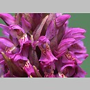 Dactylorhiza incarnata × ochroleuca