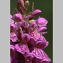 Dactylorhiza incarnata × ruthei