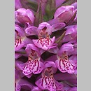 Dactylorhiza ruthei (kukułka Ruthego)