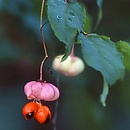 Euonymus verrucosus (trzmielina brodawkowata)