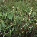 Herminium monorchis (miodokwiat krzyżowy)