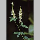 Melilotus alba (nostrzyk biały)