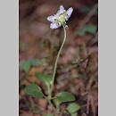 Moneses uniflora (gruszycznik jednokwiatowy)