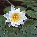 Nymphaea (grzybienie)