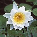 Magnoliophyta (okrytonasienne)
