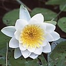 Nymphaeales (grzybieniowce)