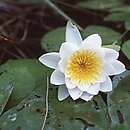 Nymphaeaceae (grzybieniowate)