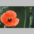 Papaver dubium (mak wątpliwy)