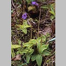 Pinguicula vulgaris ssp. vulgaris (tłustosz pospolity typowy)