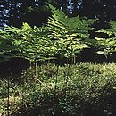 Pteridium aquilinum (orlica pospolita)