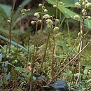 Pyrola chlorantha (gruszyczka zielonawa)