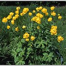 Trollius (pełnik)