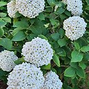 Viburnum ×carlcephalum (kalina angielska)