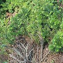 Abies balsamea Nana
