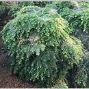 Tsuga canadensis Jeddeloh