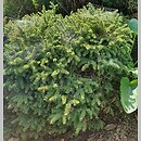 Picea mariana Nana