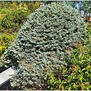 Picea pungens Glauca Globosa