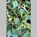 Cucurbitaceae (dyniowate)