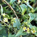 Bryonia (przestęp)